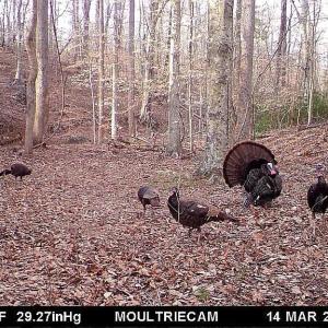 Photo #9 of 3171 Earley Farm Road, Madison Heights, VA 81.2 acres