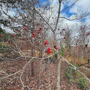 Photo #10 of 3171 Earley Farm Road, Madison Heights, VA 81.2 acres