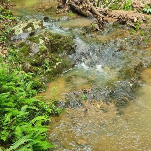 Photo #29 of 3171 Early Farm Road, Madison Heights, VA 81.2 acres