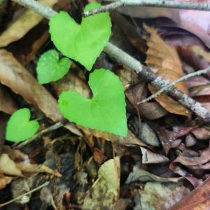 Photo #30 of 3171 Early Farm Road, Madison Heights, VA 81.2 acres