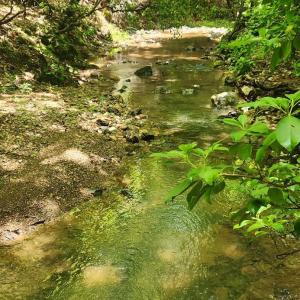 Photo #5 of 3171 Early Farm Road, Madison Heights, VA 81.2 acres