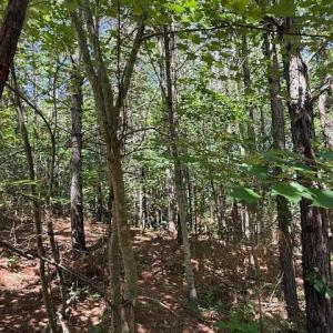 Photo #16 of Piney Mountain Road, Appomattox, VA 22.7 acres