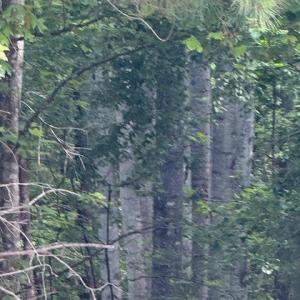 Photo #33 of Piney Mountain Road, Appomattox, VA 22.7 acres