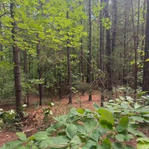 Photo #37 of Piney Mountain Road, Appomattox, VA 22.7 acres
