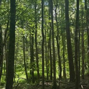 Photo #11 of Piney Mountain Road, Appomattox, VA 22.7 acres