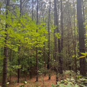 Photo #38 of Piney Mountain Road, Appomattox, VA 22.7 acres