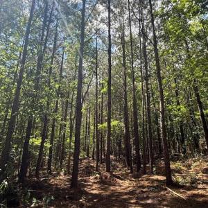 Photo #14 of Piney Mountain Road, Appomattox, VA 22.7 acres