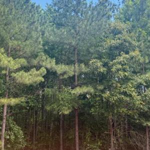 Photo #32 of Piney Mountain Road, Appomattox, VA 22.7 acres
