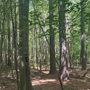 Photo #30 of Piney Mountain Road, Appomattox, VA 22.7 acres