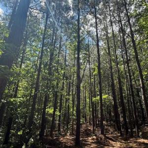 Photo #15 of Piney Mountain Road, Appomattox, VA 22.7 acres