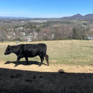 Photo #41 of 481 Richardson Drive, Roanoke, VA 33.6 acres