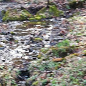 Photo #4 of Major Graham Road, Wytheville, VA 23.8 acres