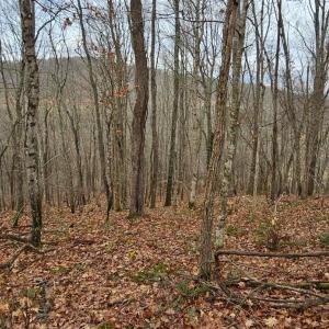 Photo #5 of Major Graham Road, Wytheville, VA 23.8 acres
