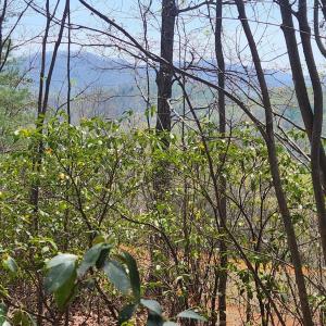 Seasonal Mtn View from top of Property