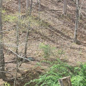 Photo #13 of 303 Harrison Creek Road, Amherst, VA 18.0 acres