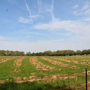 Photo #5 of Cedar Lane, Farmville, VA 103.7 acres