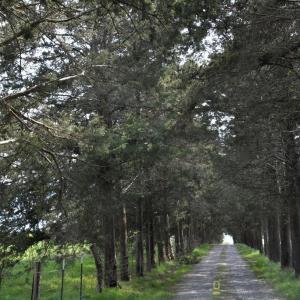 Photo #12 of Cedar Lane, Farmville, VA 103.7 acres
