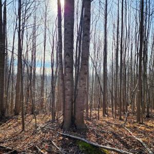 Photo #4 of Pinecrest Drive, Madison Heights, VA 94.0 acres