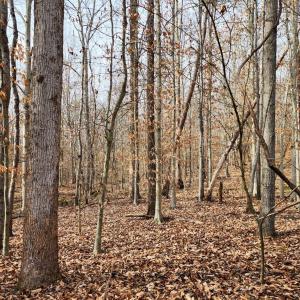 Photo #2 of Pinecrest Drive, Madison Heights, VA 94.0 acres