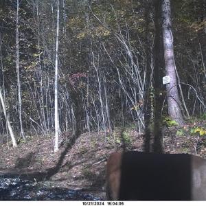 Photo #8 of 2 Watt Abbitt Road, Appomattox, VA 24.1 acres