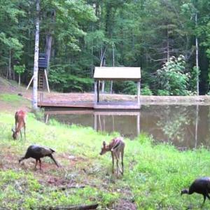 Photo #16 of 2 Venturous Trail, Goode, VA 10.0 acres