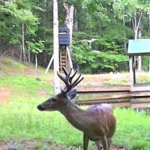 Photo #14 of 2 Venturous Trail, Goode, VA 10.0 acres
