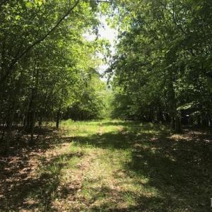 Photo #23 of 687 Elon Rd, Madison Heights, VA 104.1 acres