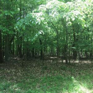 Photo #19 of 687 Elon Rd, Madison Heights, VA 104.1 acres