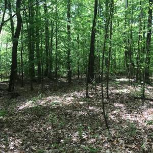 Photo #10 of 687 Elon Rd, Madison Heights, VA 104.1 acres