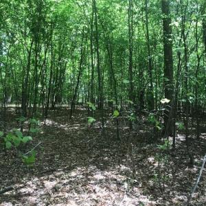 Photo #12 of 687 Elon Rd, Madison Heights, VA 104.1 acres