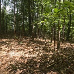 Photo #11 of 687 Elon Rd, Madison Heights, VA 104.1 acres