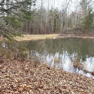Photo #63 of 7941 Sugar Hill Road, Brookneal, VA 48.6 acres