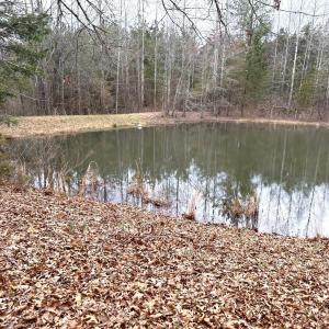 Photo #62 of 7941 Sugar Hill Road, Brookneal, VA 48.6 acres