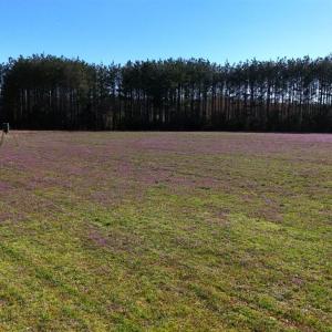 Photo #68 of 7941 Sugar Hill Road, Brookneal, VA 48.6 acres