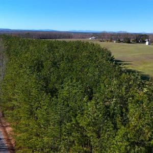 Photo #70 of 7941 Sugar Hill Road, Brookneal, VA 48.6 acres