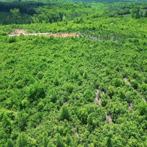 Photo #25 of Three Creeks Road, Gladys, VA 95.6 acres