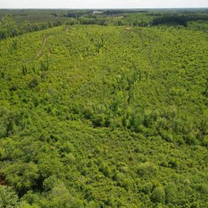 Photo #15 of Three Creeks Road, Gladys, VA 95.6 acres