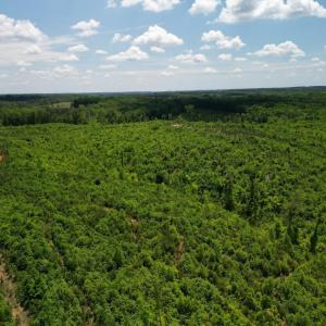 Photo #22 of Three Creeks Road, Gladys, VA 95.6 acres