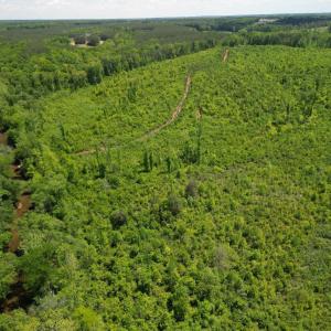 Photo #17 of Three Creeks Road, Gladys, VA 95.6 acres