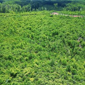 Photo #24 of Three Creeks Road, Gladys, VA 95.6 acres