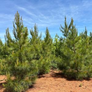 Photo #39 of Three Creeks Road, Gladys, VA 95.6 acres