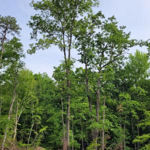 Photo #7 of Totero Ct & Rosseechee Ct, Clarksville, VA 3.3 acres