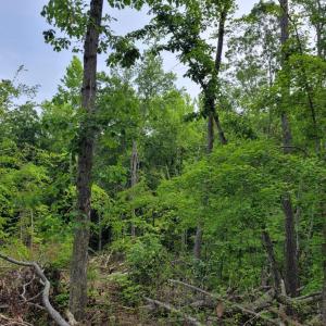 Photo #8 of Totero Ct & Rosseechee Ct, Clarksville, VA 3.3 acres