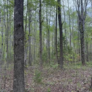 Photo #1 of Constitution Rte, Dillwyn, VA 34.1 acres