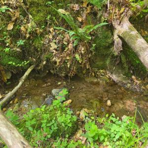 Photo #5 of Holiday Lake Road, Appomattox, VA 15.0 acres