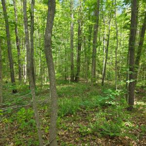 Photo #3 of Holiday Lake Road, Appomattox, VA 15.0 acres