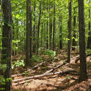 Photo #8 of Holiday Lake Road, Appomattox, VA 15.0 acres