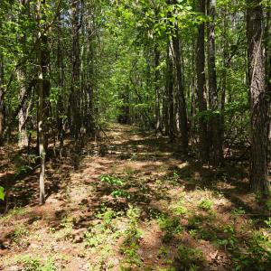 Photo #10 of Holiday Lake Road, Appomattox, VA 15.0 acres