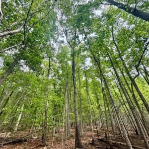 Photo #1 of Otterwood Court, Evington, VA 3.6 acres