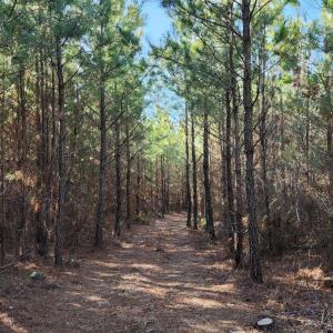 Photo #7 of Cameron Lane, Nathalie, VA 62.4 acres